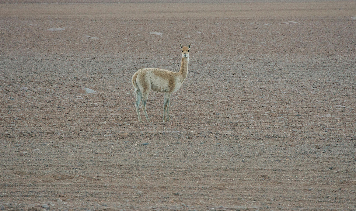 Vicuña