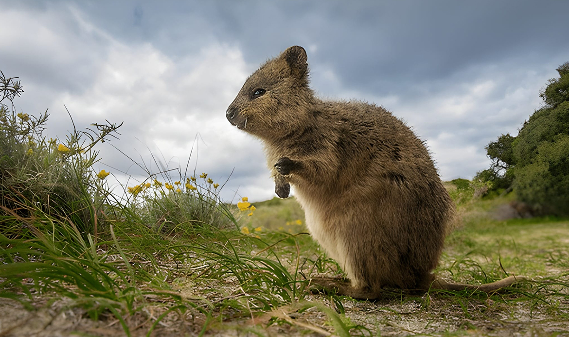 Save Endangered Animals