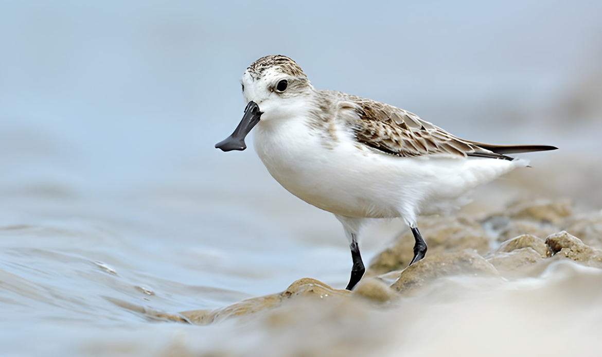 Wildlife conservation 