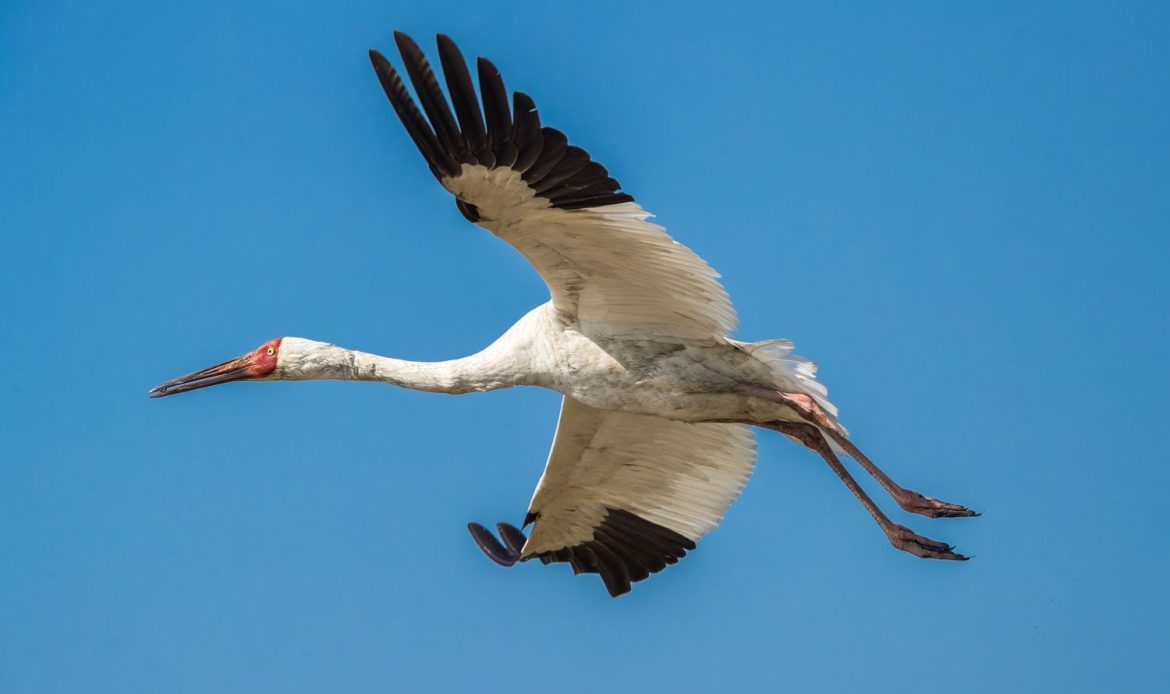 Wildlife conservation