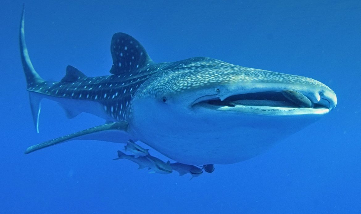 Whale shark