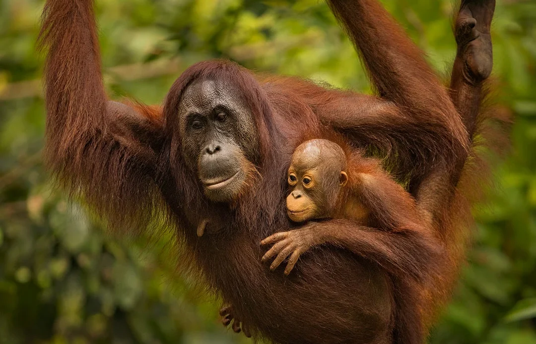 Save Endangered Animals