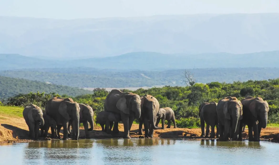 Save Endangered Animals