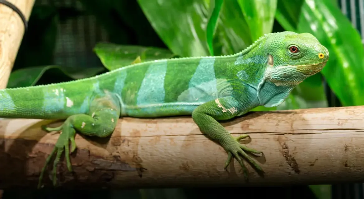 The Fiji Crested Iguana