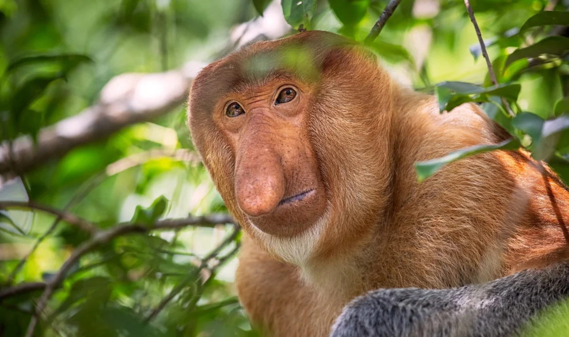 The Proboscis Monkey 