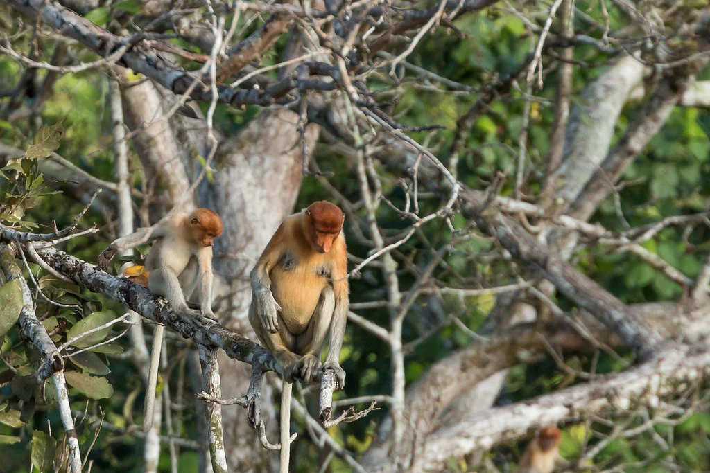The Proboscis Monkey 