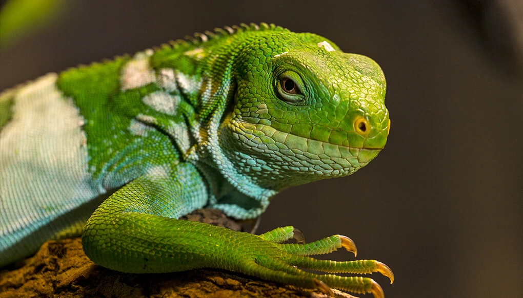 The Fiji Crested Iguana