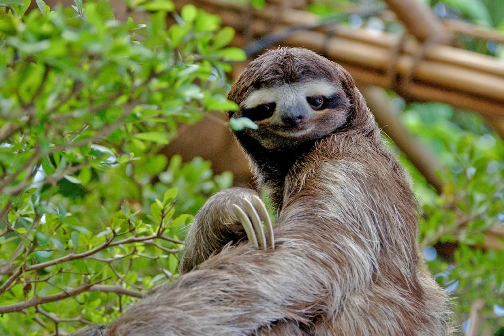 Pygmy Three-toed Sloth