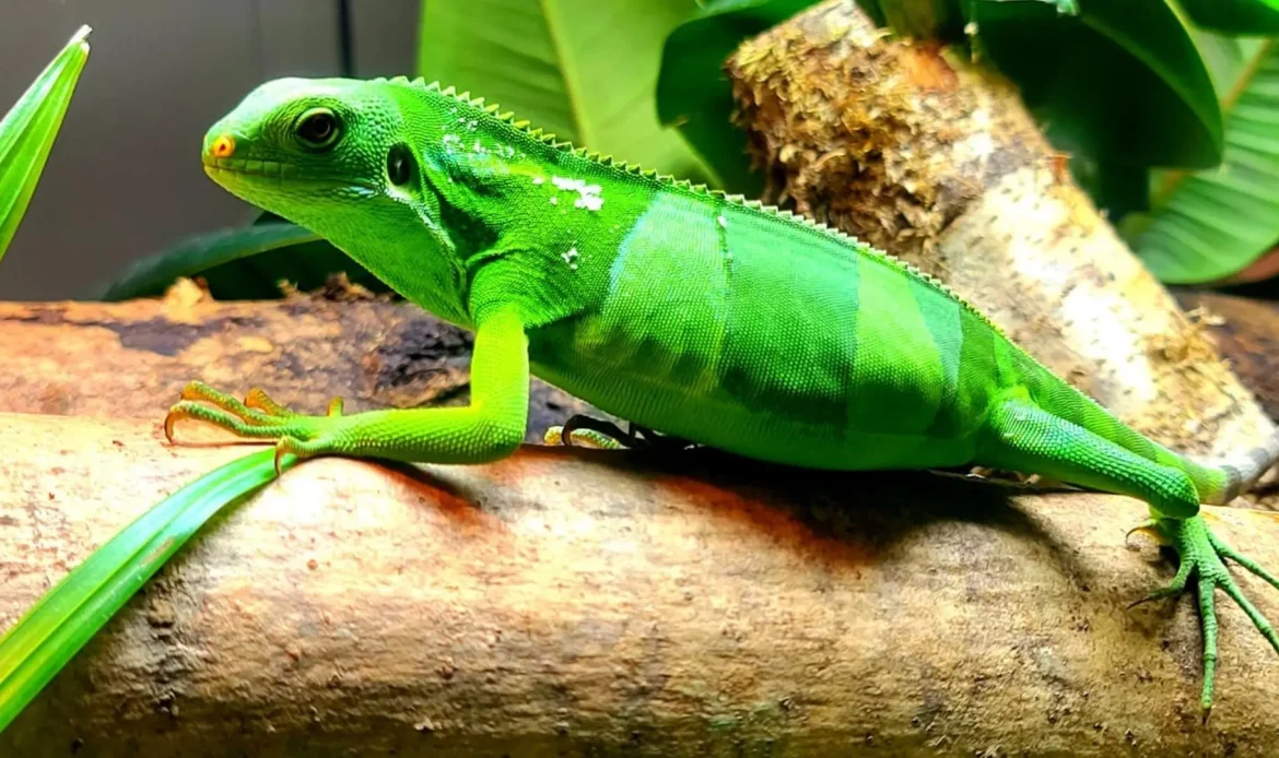 The Fiji Crested Iguana