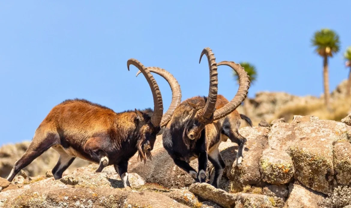 Walia ibex 
