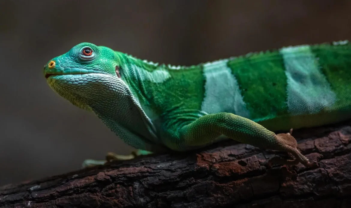 The Fiji Crested Iguana