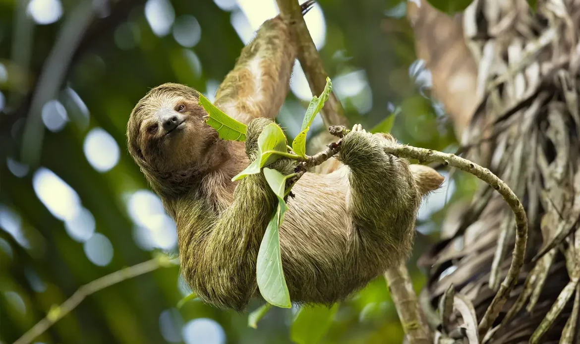 Pygmy Three-toed Sloth