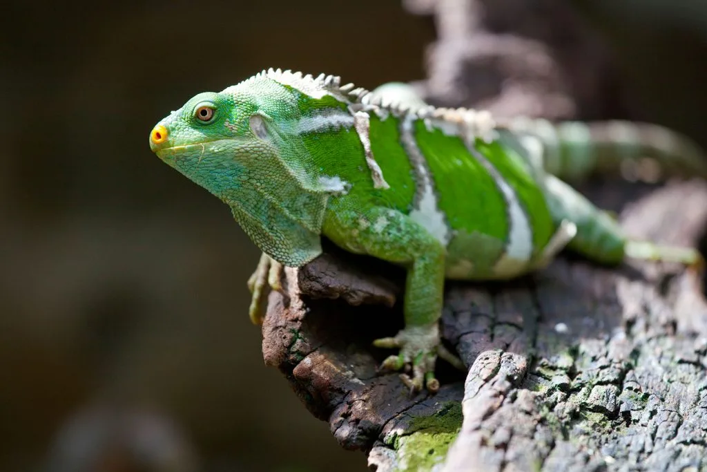 The Fiji Crested Iguana
