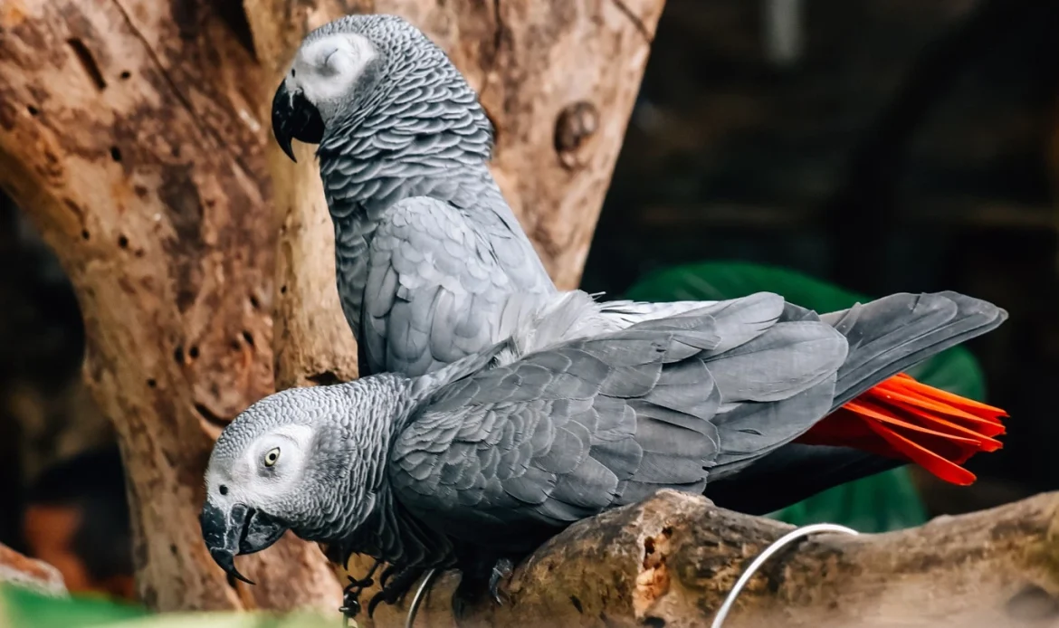 African Gray Parrot