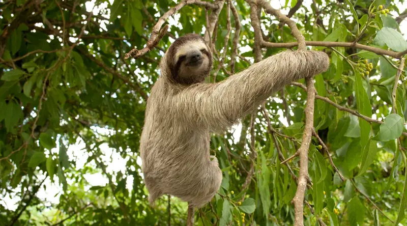 Pygmy Three-toed Sloth