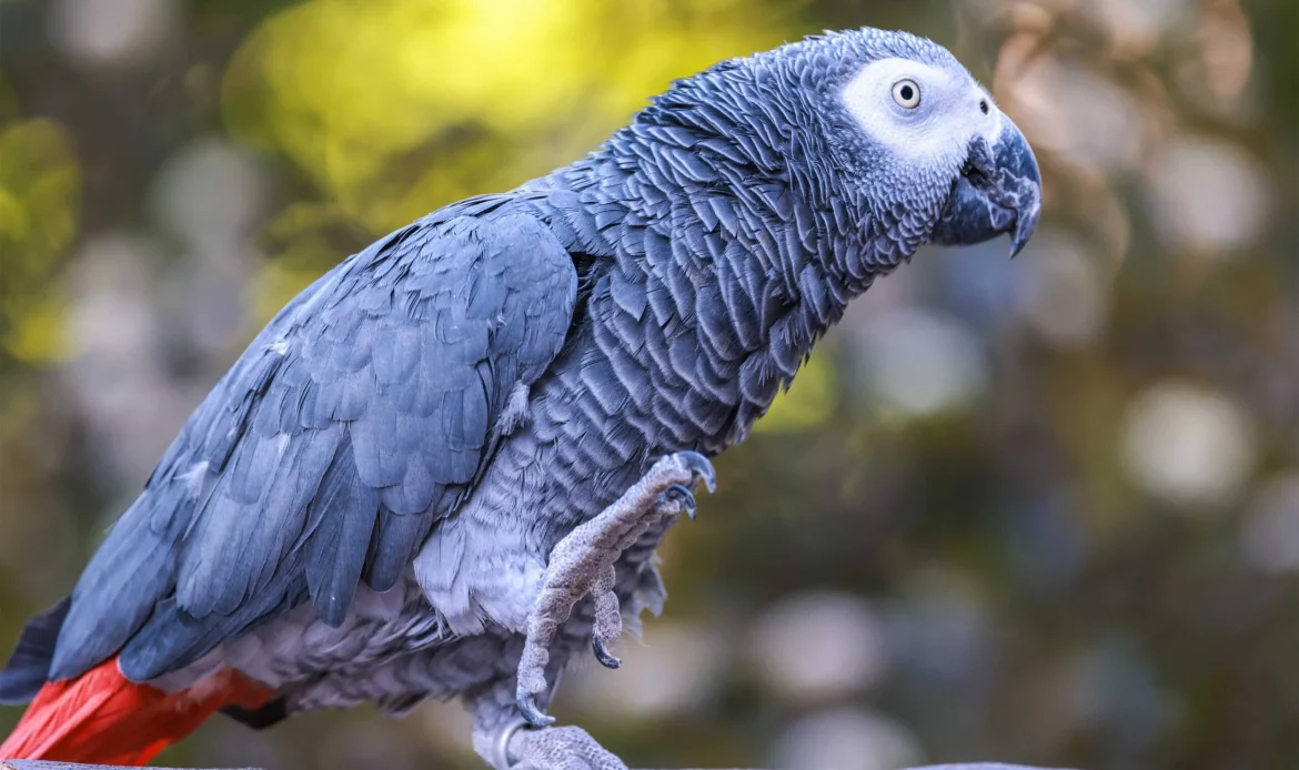 African Gray Parrot