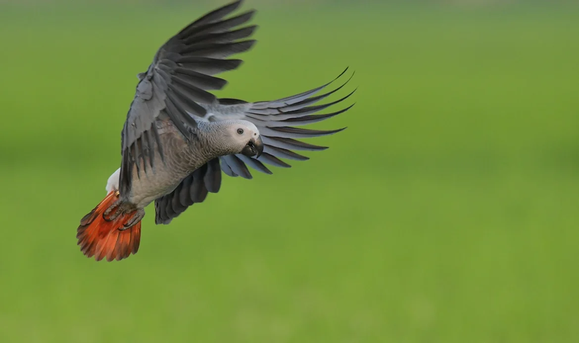 African Gray Parrot