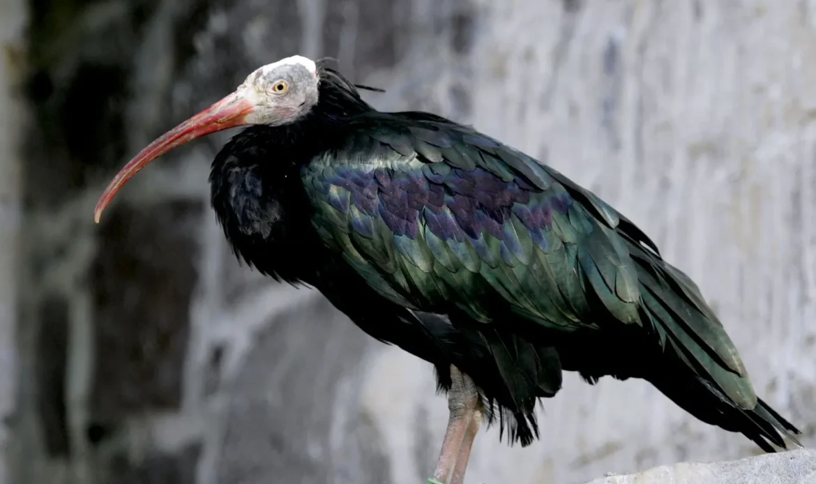 Northern Bald Ibis