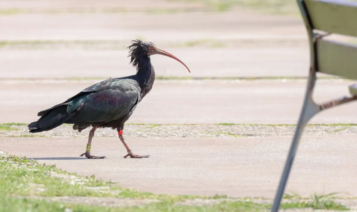 Northern Bald Ibis