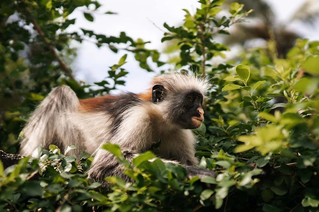 Zanzibar Red Colobus