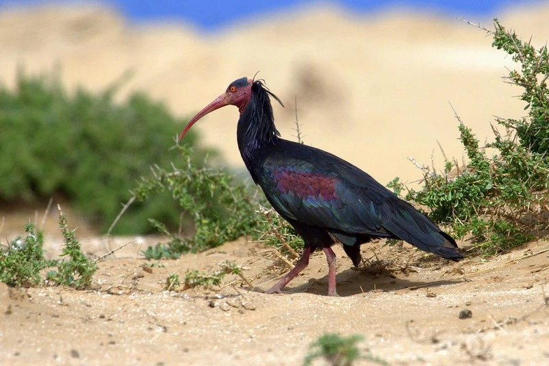 Northern Bald Ibis