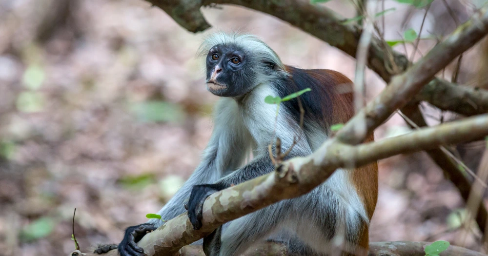 Zanzibar Red Colobus