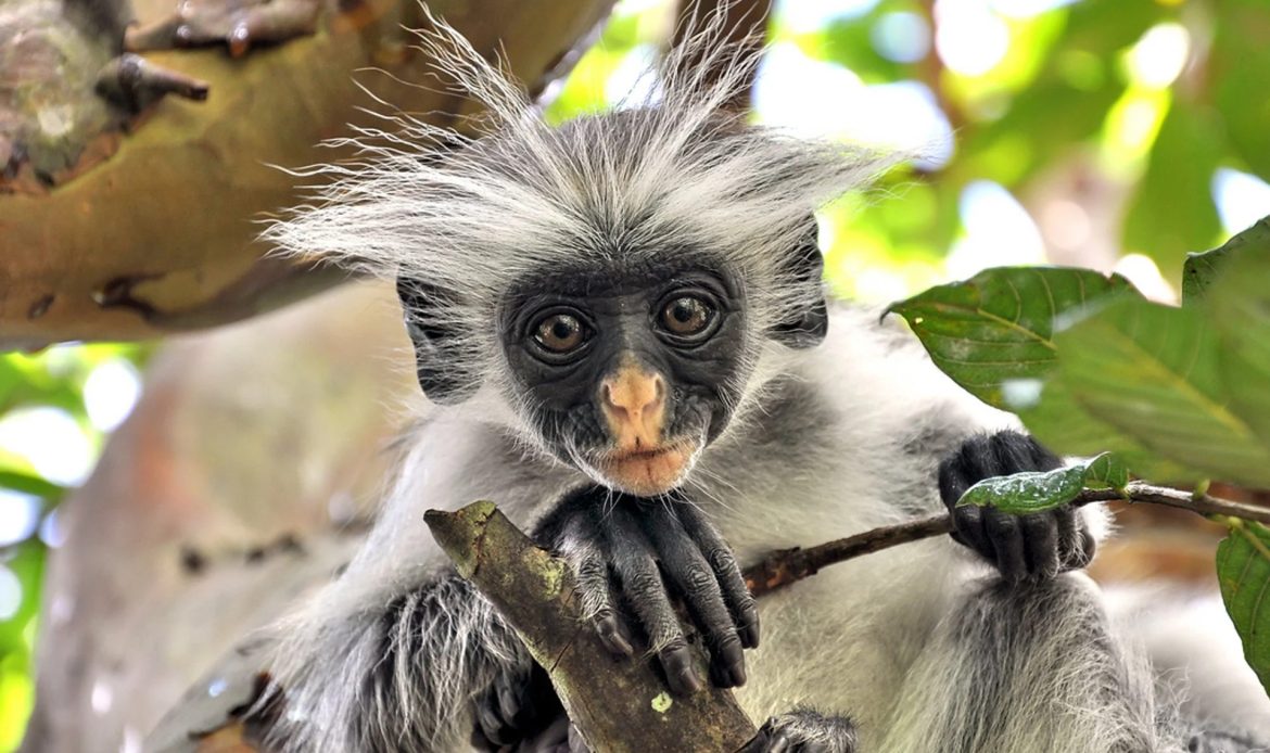 Zanzibar Red Colobus