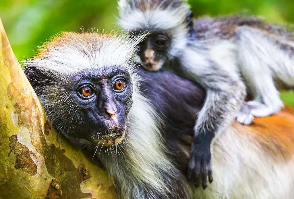 Zanzibar Red Colobus