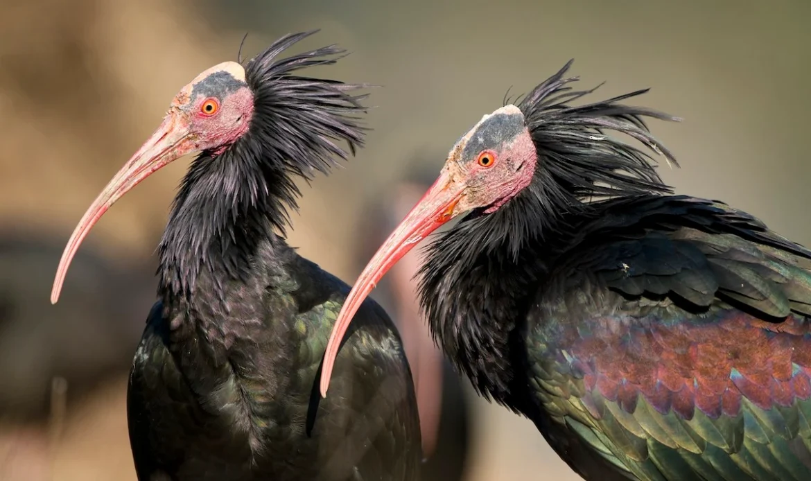 Northern Bald Ibis
