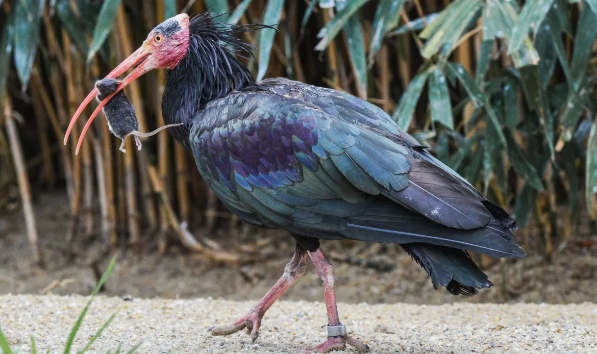 Northern Bald Ibis