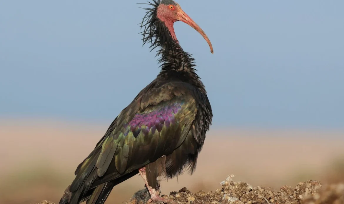 Northern Bald Ibis