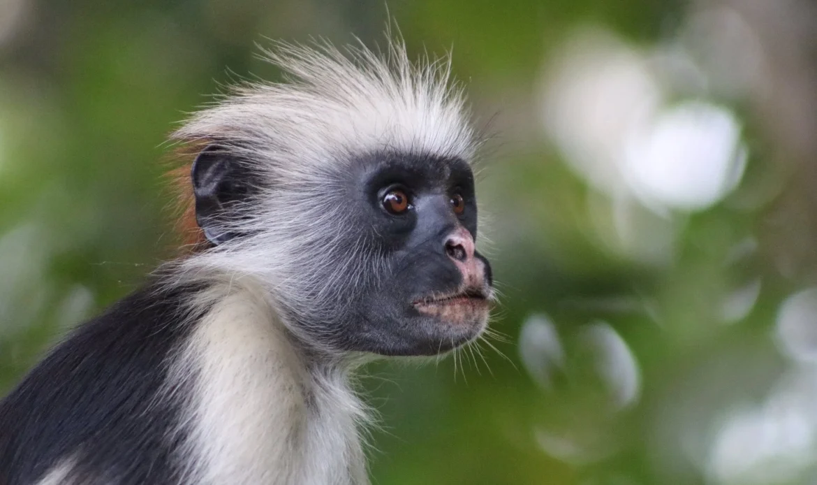 Zanzibar Red Colobus
