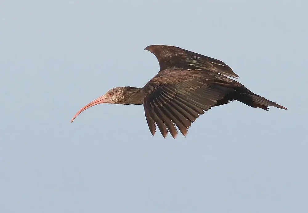 Northern Bald Ibis