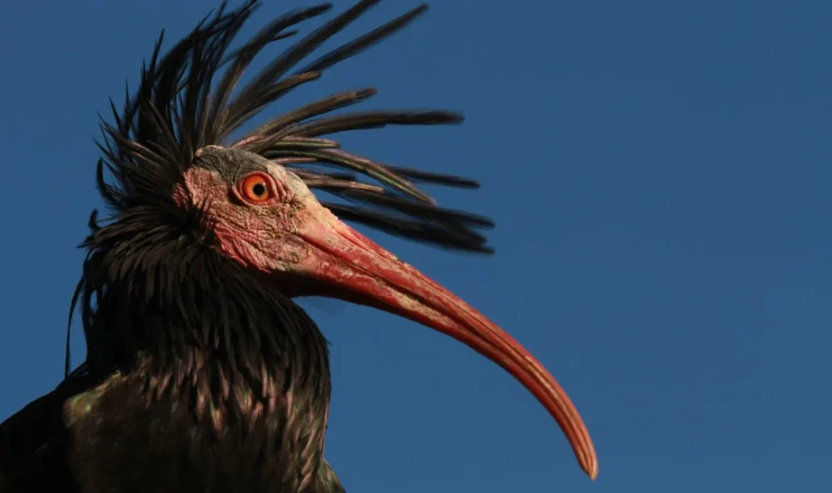 Northern Bald Ibis