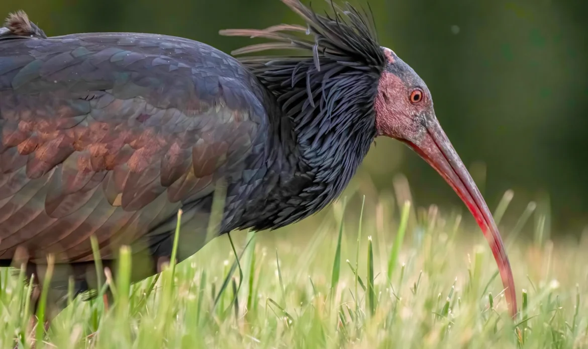 Northern Bald Ibis