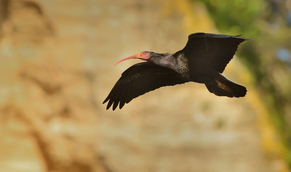Northern Bald Ibis