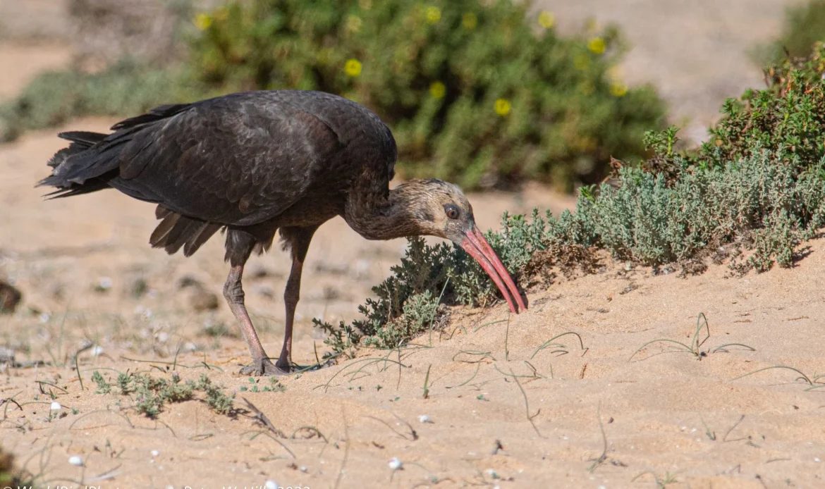 Northern Bald Ibis
