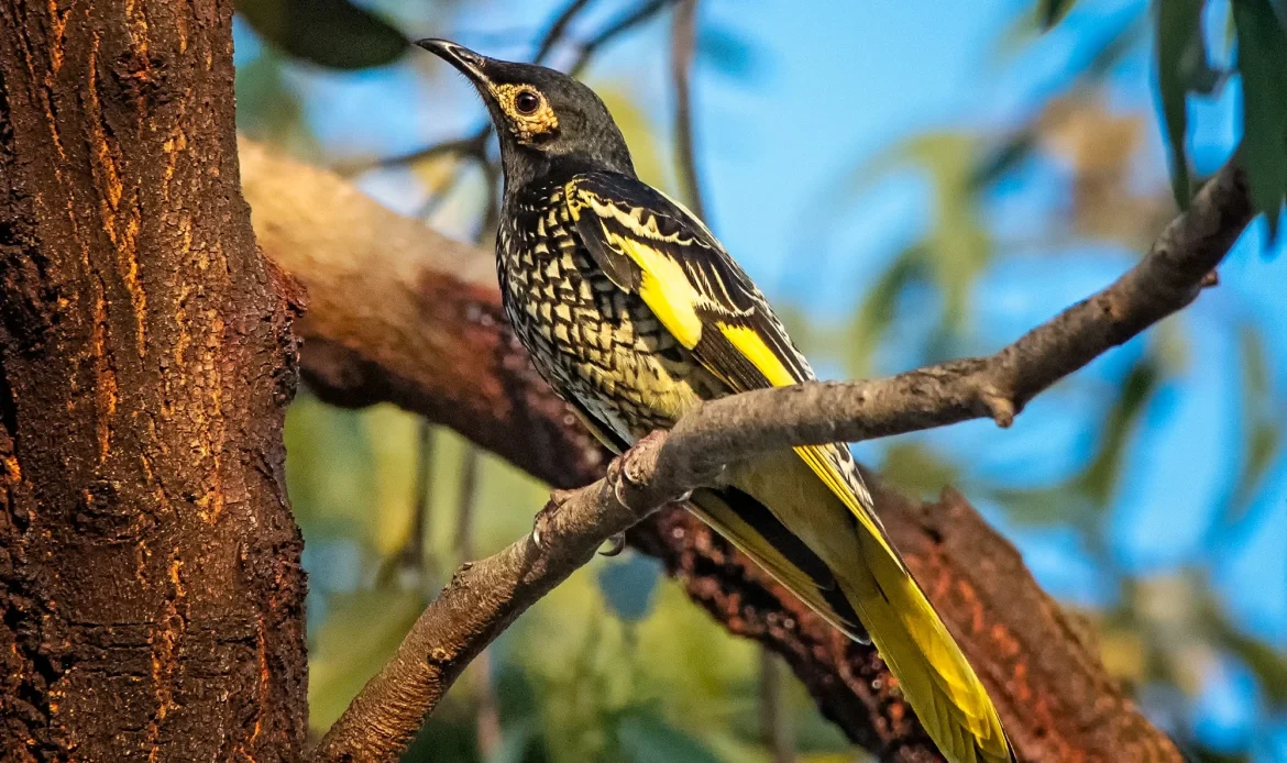 Regent Honeyeater