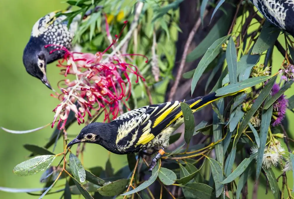 Regent Honeyeater