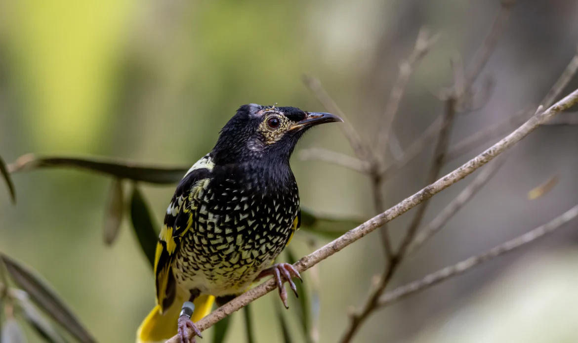 Regent Honeyeater