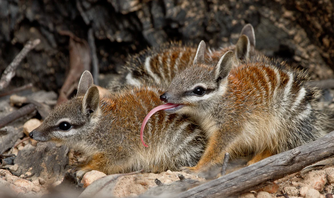 Help Save Wildlife