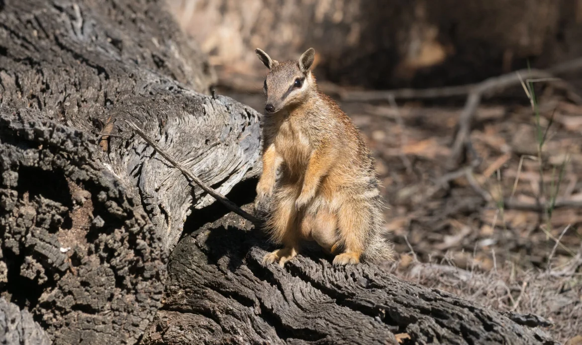 Help Save Wildlife