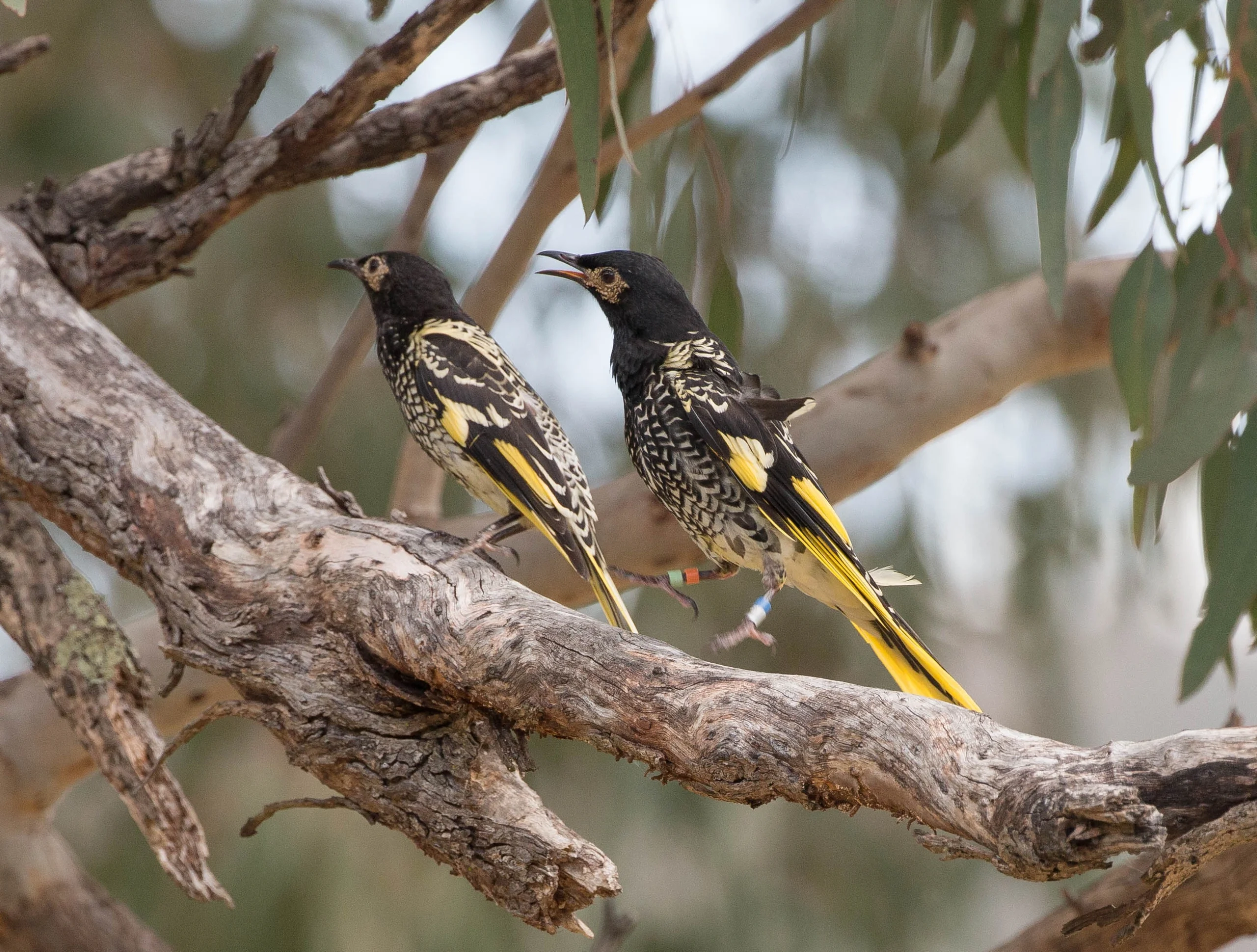 Regent Honeyeater