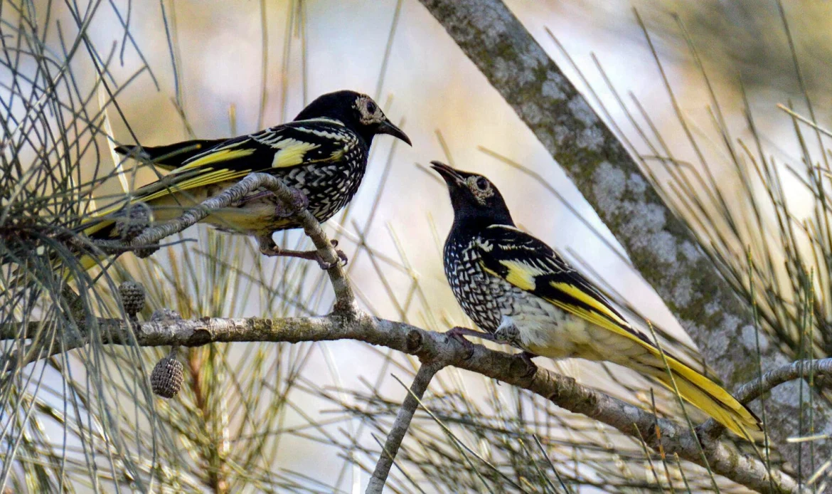 Regent Honeyeater