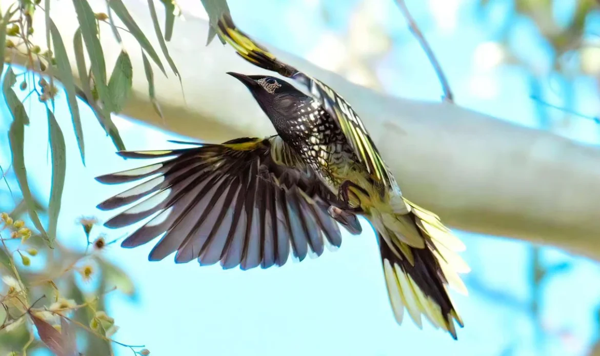 Regent Honeyeater
