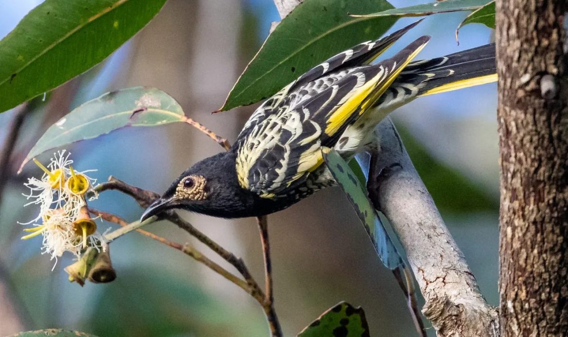 Regent Honeyeater