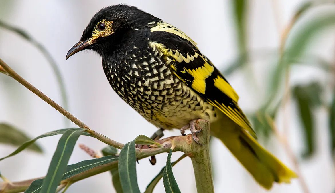 Regent Honeyeater