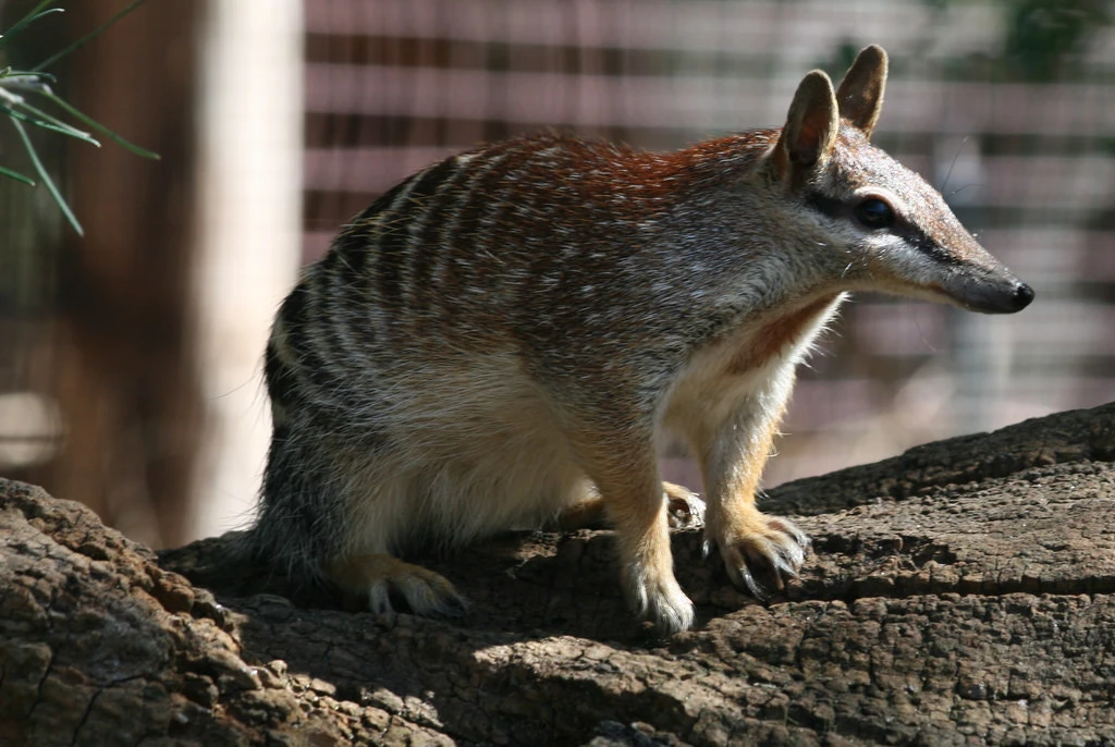 Help Save Wildlife