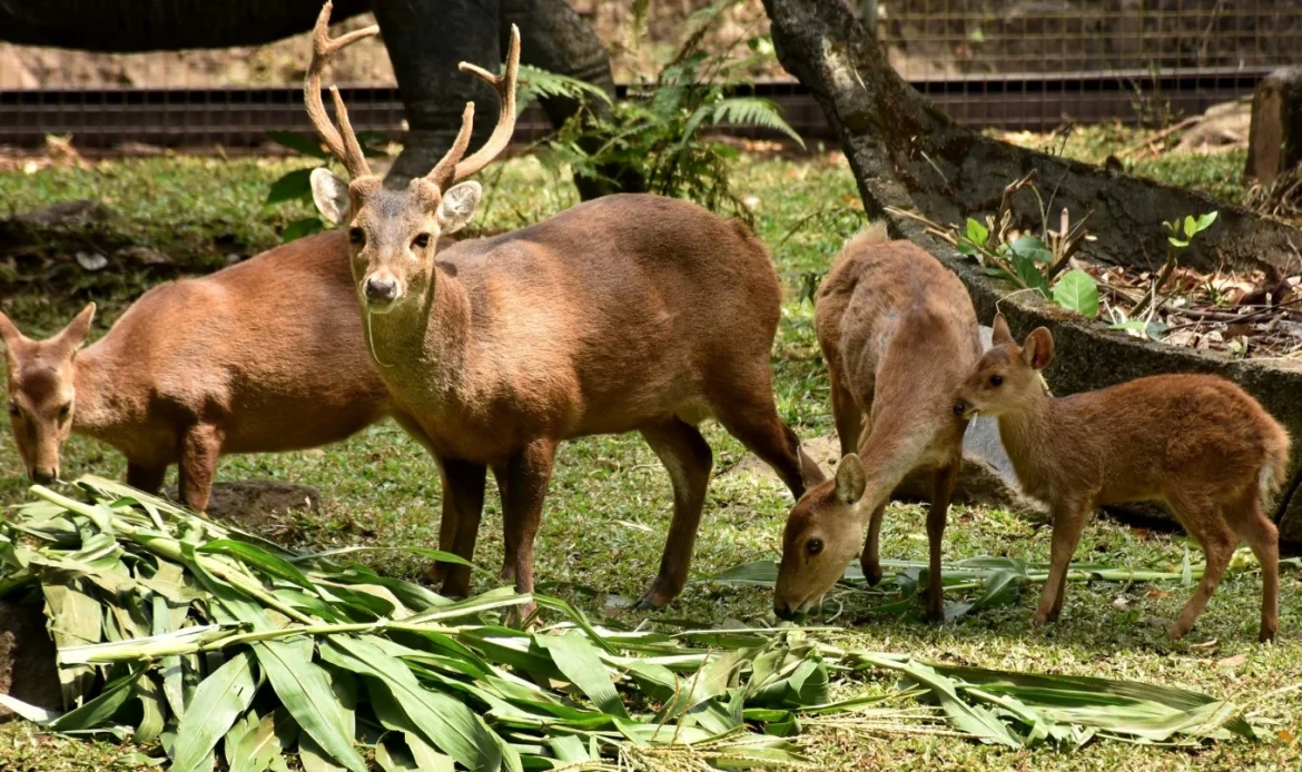 Bawean Deer