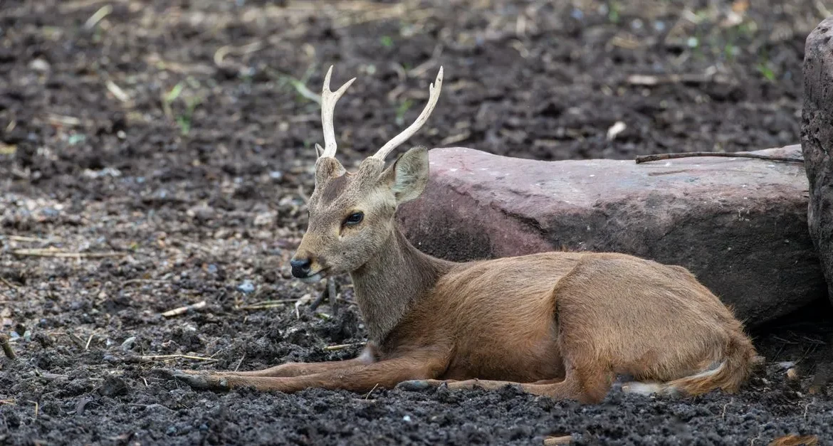 Bawean Deer